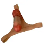 Calcinha Strap-on com Pênis Realístico - Imagem 4